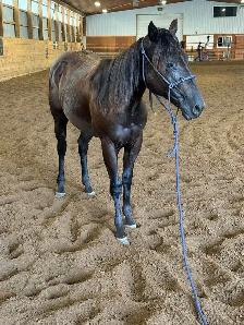registered qh filly