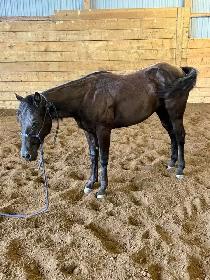 registered qh filly - Photo 2