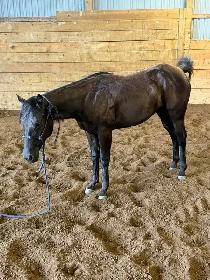 registered qh filly - Photo 3