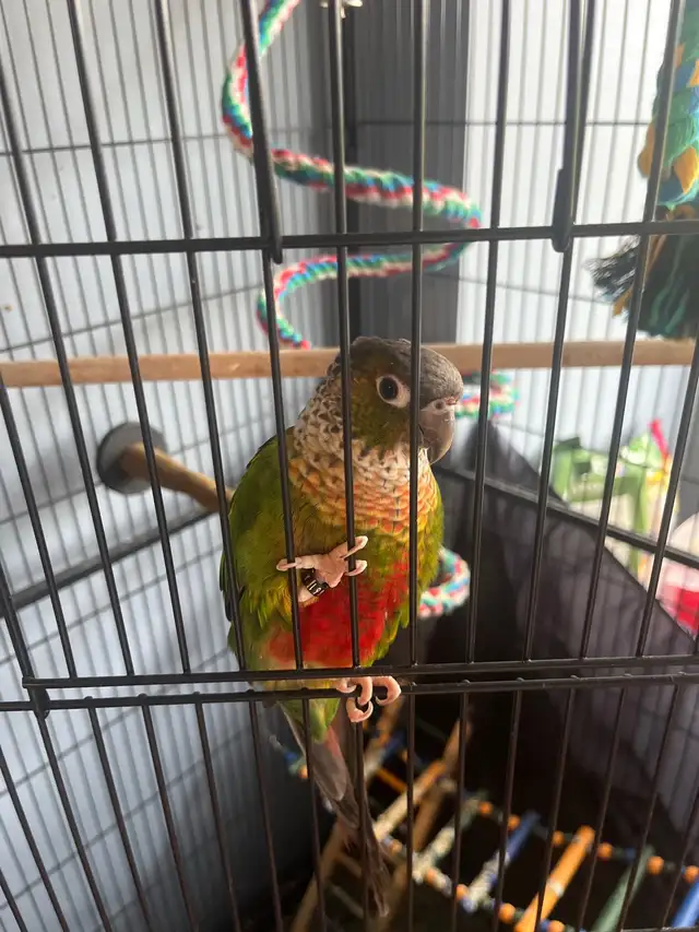 Bird With, Cage