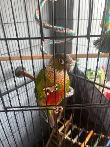 Bird With, Cage