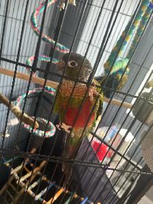 Bird With, Cage - Photo 3