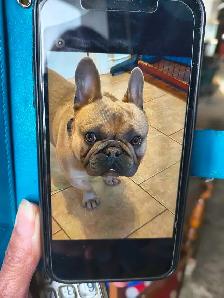 Bulldog français perdu à Buckingham Qc