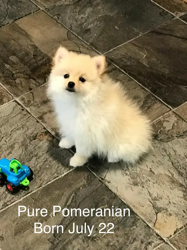Pomeranian puppy for sale