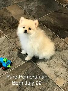 Pomeranian puppy for sale