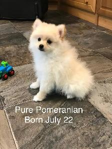 Pomeranian puppy for sale - Photo 2