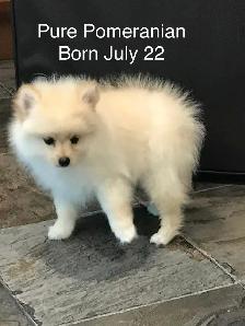 Pomeranian puppy for sale - Photo 3