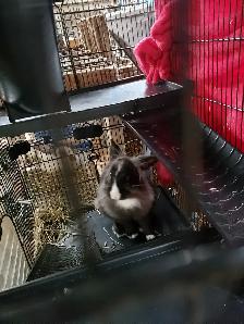 Bunnies  for rehoming