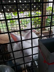 Bunnies  for rehoming - Photo 2