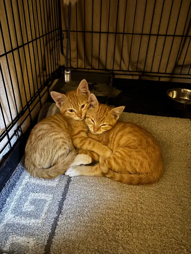 Orange Kittens ready for their furever home