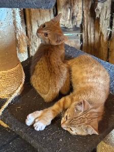 Orange Kittens ready for their furever home - Photo 3