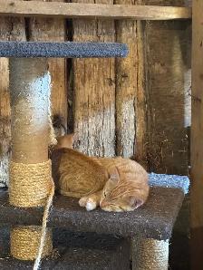 Orange Kittens ready for their furever home - Photo 4