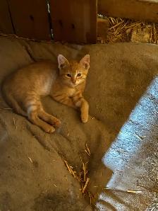 Orange Kittens ready for their furever home - Photo 5