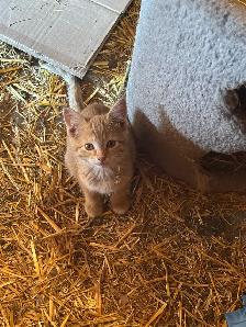 Orange Kittens ready for their furever home - Photo 6