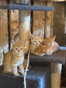 Orange Kittens ready for their furever home - Photo 7