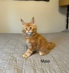 Maine Coon Kittens
