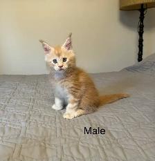 Maine Coon Kittens - Photo 2