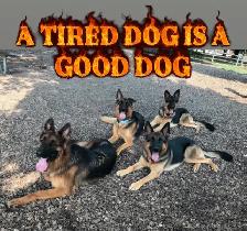 PUPPY AND ADULT DOG TRAINING - Photo 4
