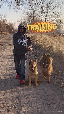 PUPPY AND ADULT DOG TRAINING