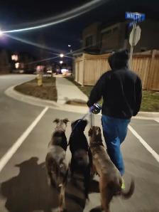 PUPPY AND ADULT DOG TRAINING - Photo 3