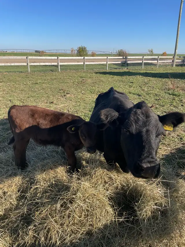 Cow, Dexter