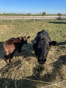 Cow, Dexter - Photo 2