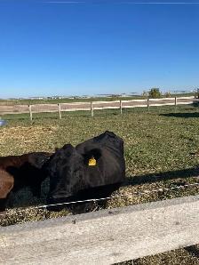 Cow, Dexter - Photo 3