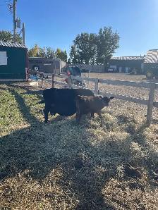 Cow, Dexter - Photo 4