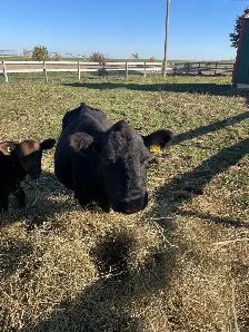 Cow, Dexter - Photo 5