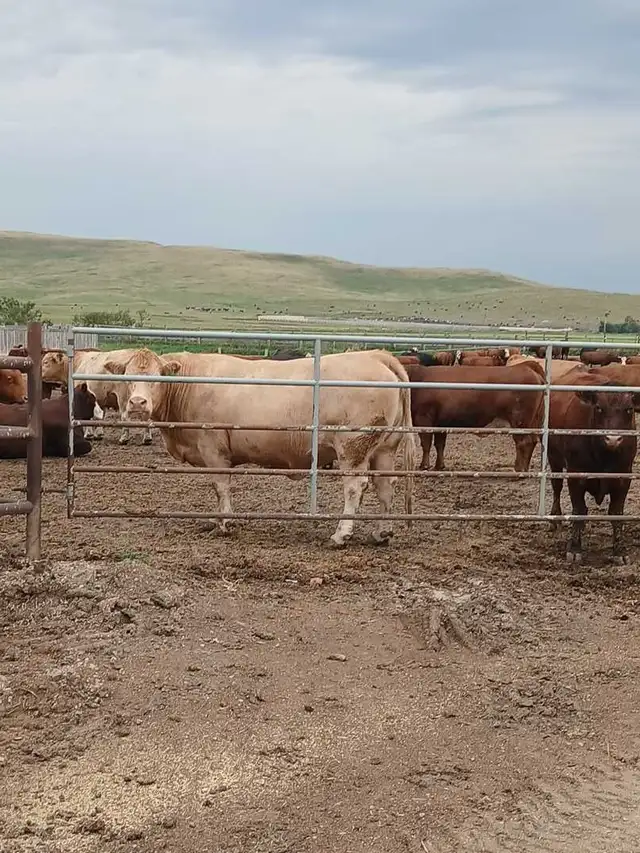 custom feeding opportunity