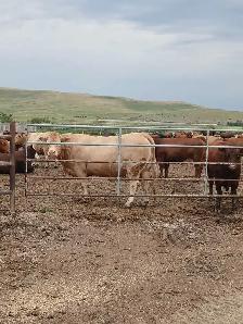 custom feeding opportunity
