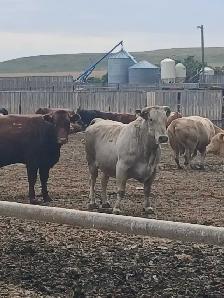 custom feeding opportunity - Photo 2