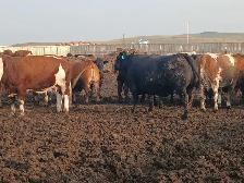 custom feeding opportunity - Photo 4