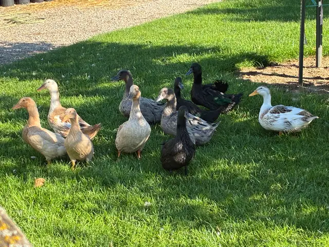 Buff Orpington Ducks