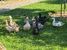 Buff Orpington Ducks