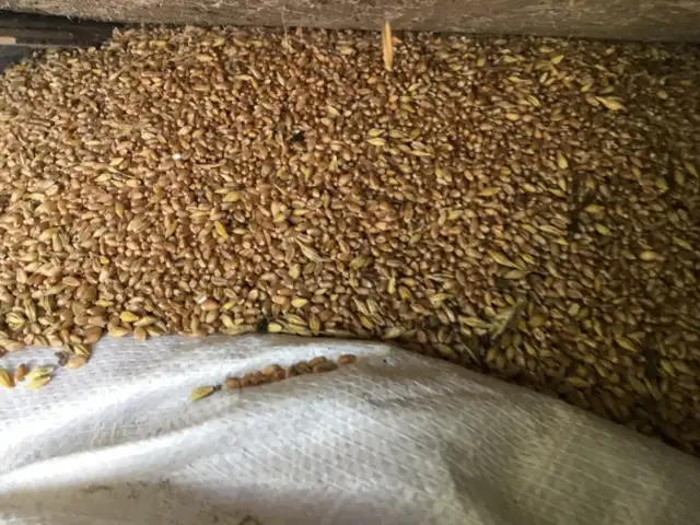 Grain for sale red spring wheat with Maverick barley