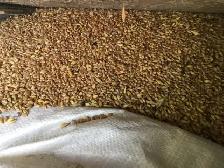Grain for sale red spring wheat with Maverick barley