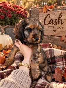 ❤️Stunning Cockapoo Babies❤️