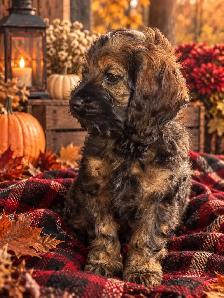 ❤️Stunning Cockapoo Babies❤️ - Photo 2