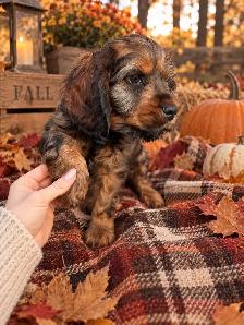 ❤️Stunning Cockapoo Babies❤️ - Photo 3