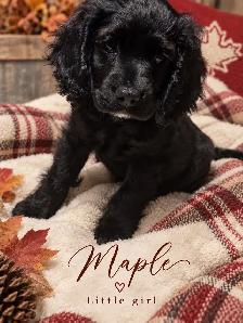 ❤️Stunning Cockapoo Babies❤️ - Photo 4