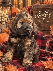 ❤️Stunning Cockapoo Babies❤️ - Photo 5