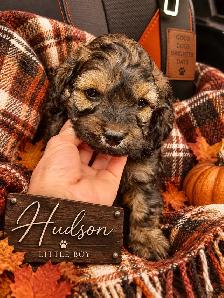 ❤️Stunning Cockapoo Babies❤️ - Photo 6
