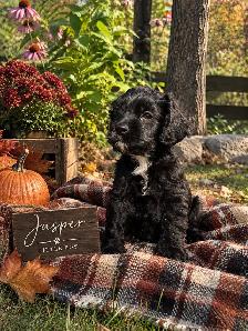 ❤️Stunning Cockapoo Babies❤️ - Photo 7