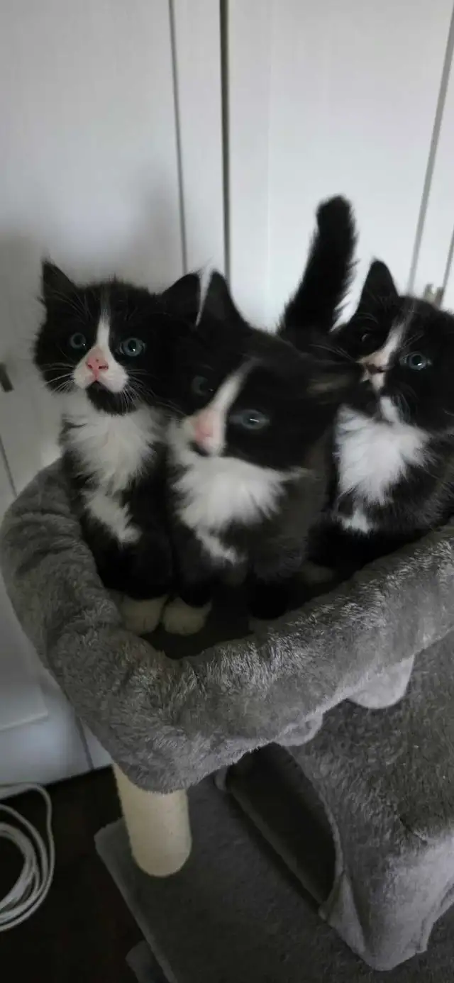 Jolis chatons avec poils long