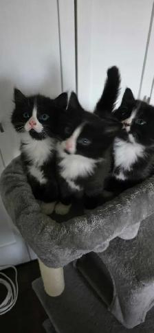 Jolis chatons avec poils long