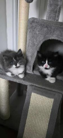 Jolis chatons avec poils long - Photo 2
