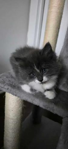 Jolis chatons avec poils long - Photo 3