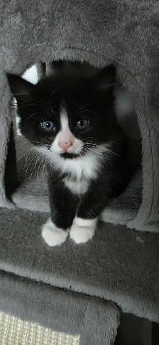 Jolis chatons avec poils long - Photo 4