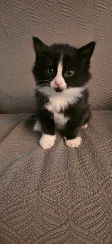 Jolis chatons avec poils long - Photo 5